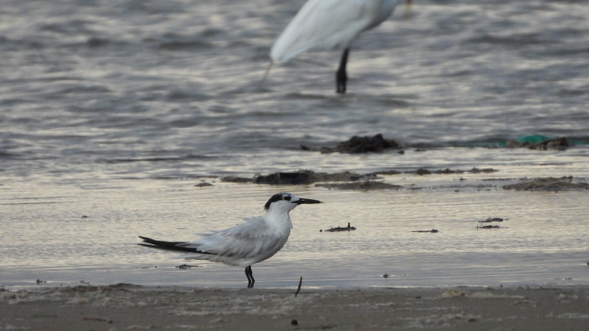 rybák severní - ML639598143