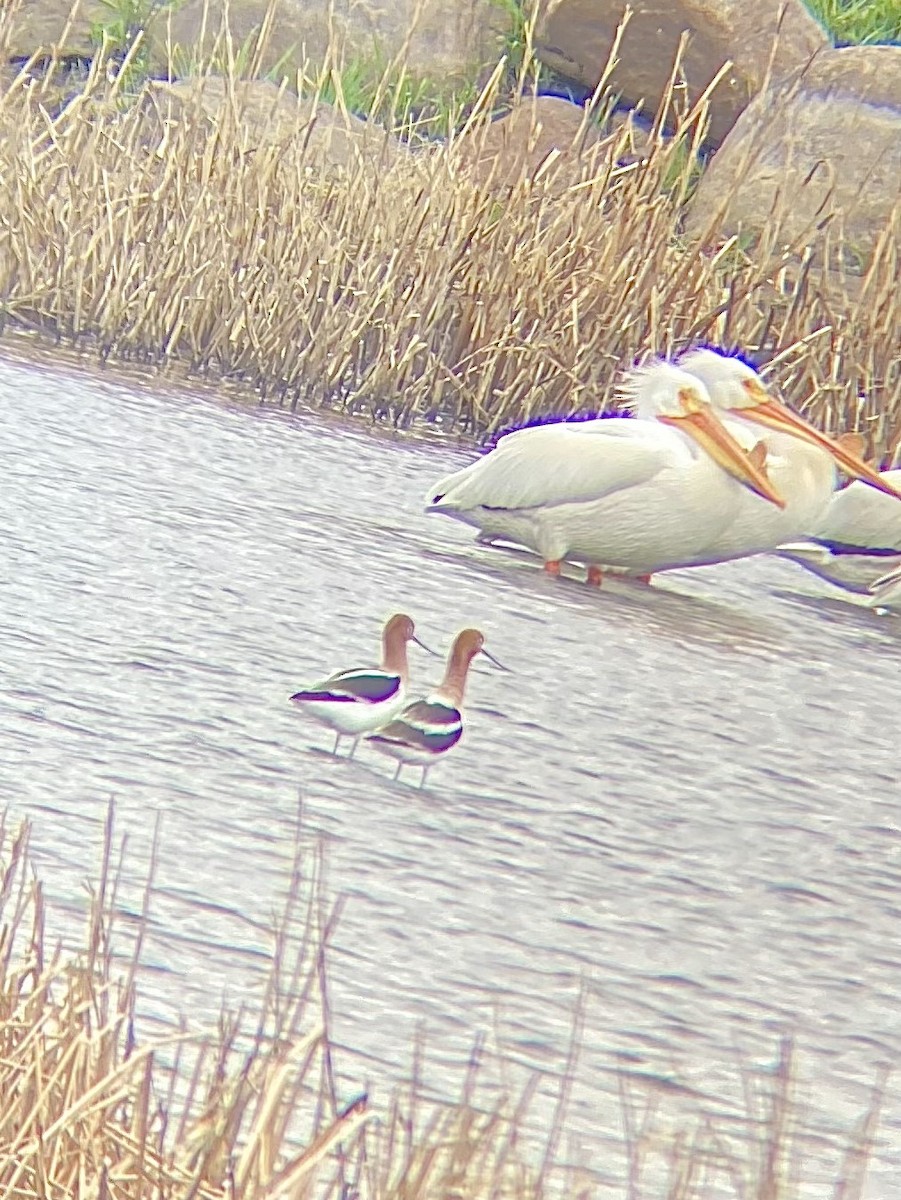 American Avocet - ML639598222