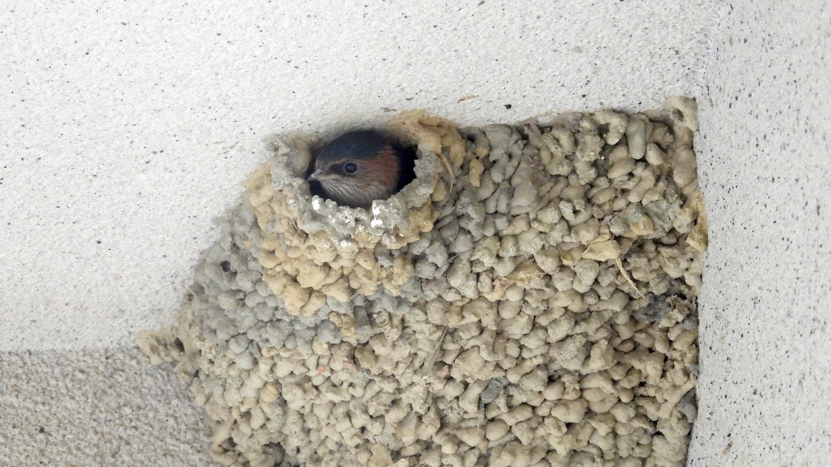 Eastern Red-rumped Swallow - ML639598270