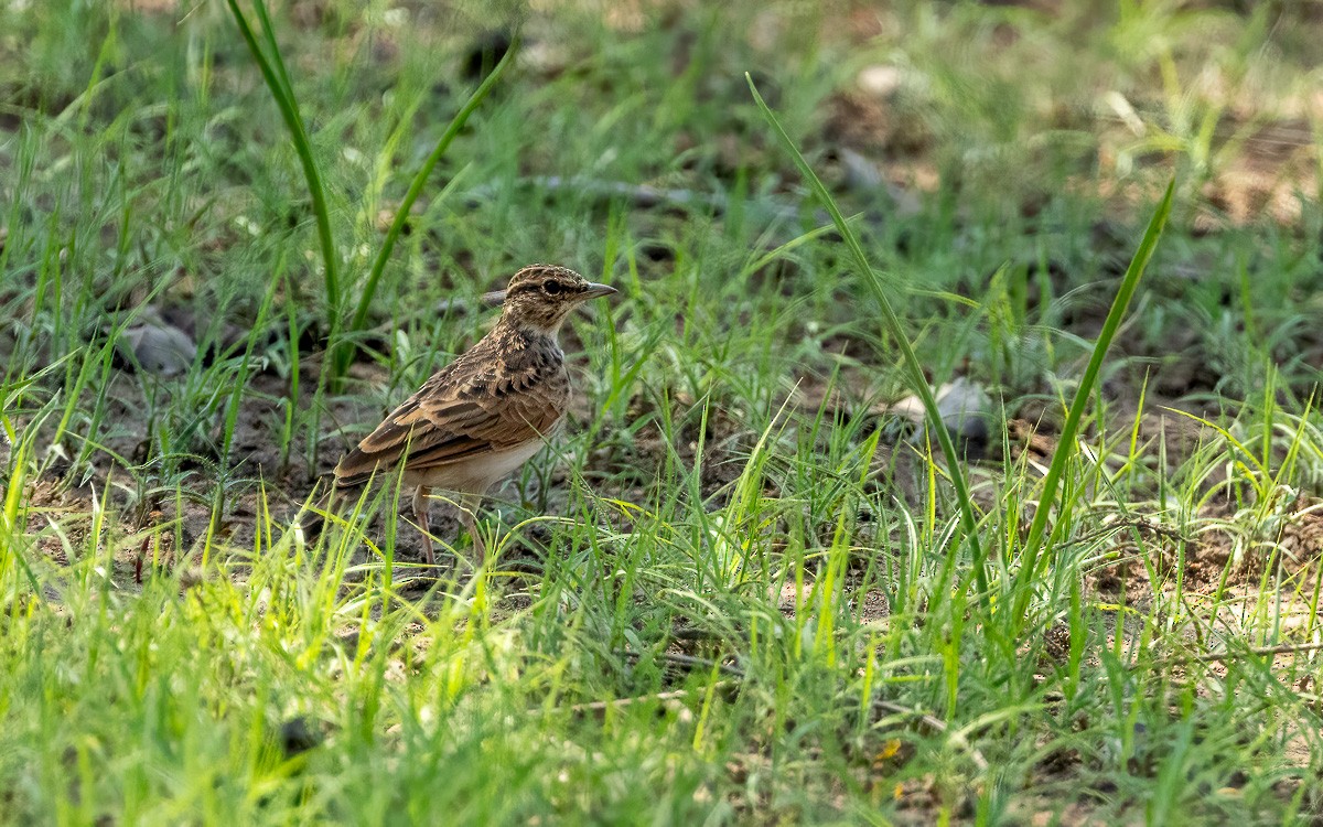 Sun Lark - ML639598272