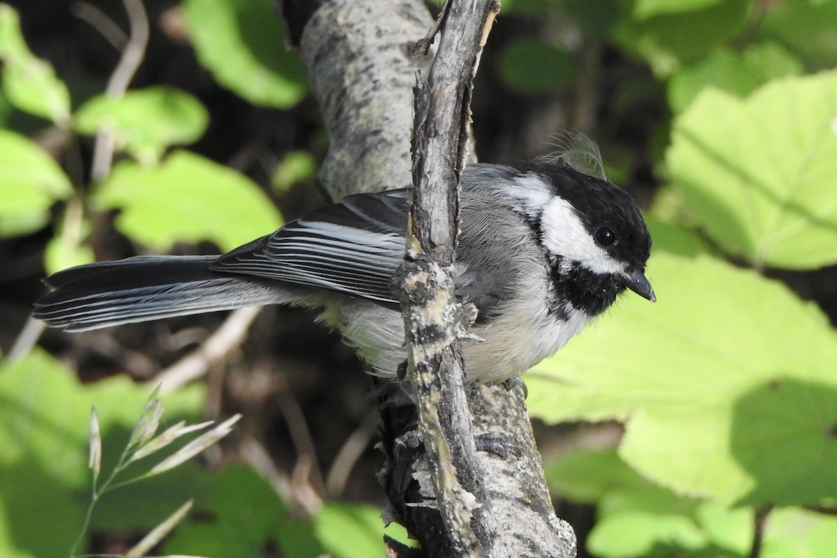 Black-capped Chickadee - ML639598320
