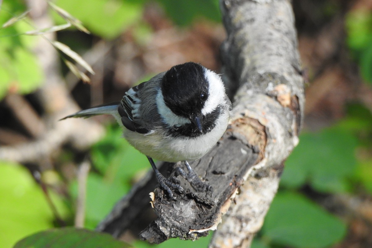 Black-capped Chickadee - ML639598321