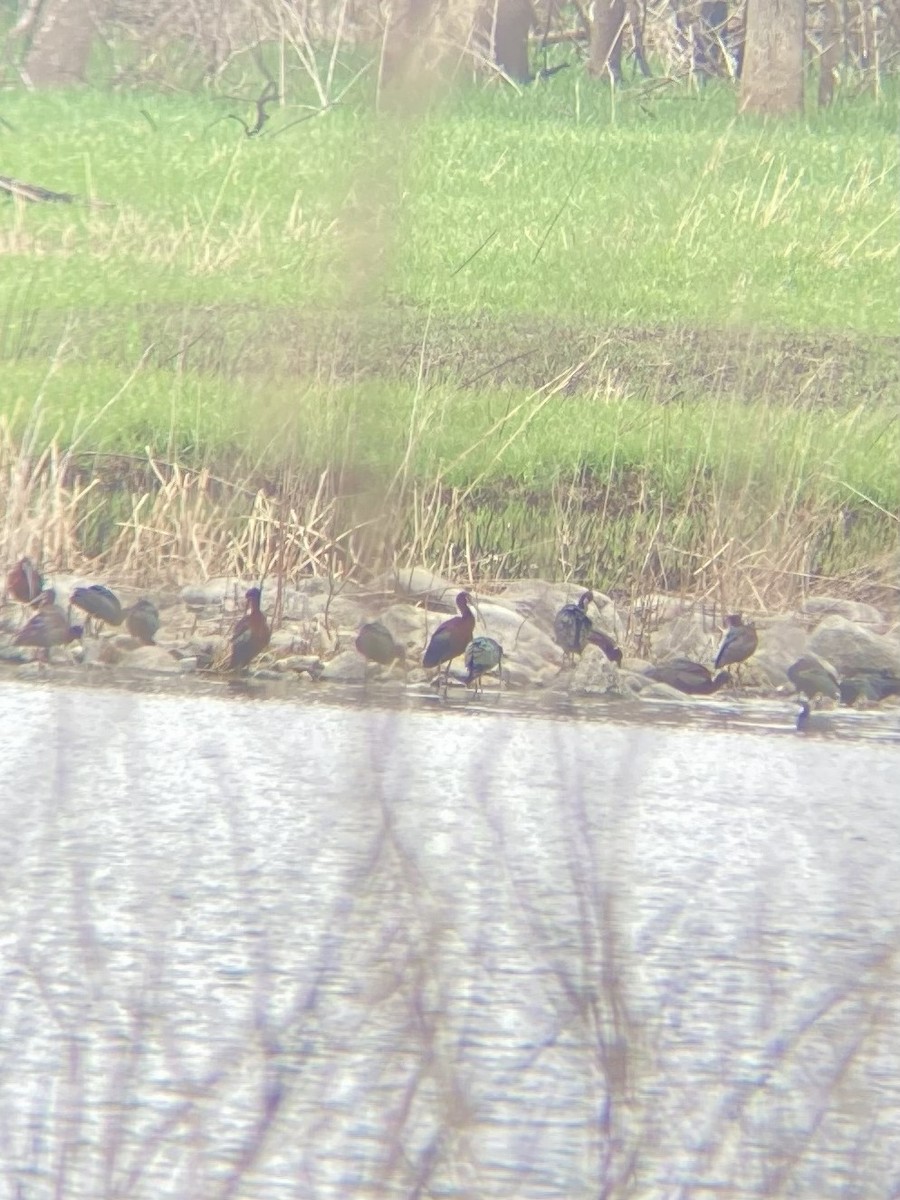 White-faced Ibis - ML639598328