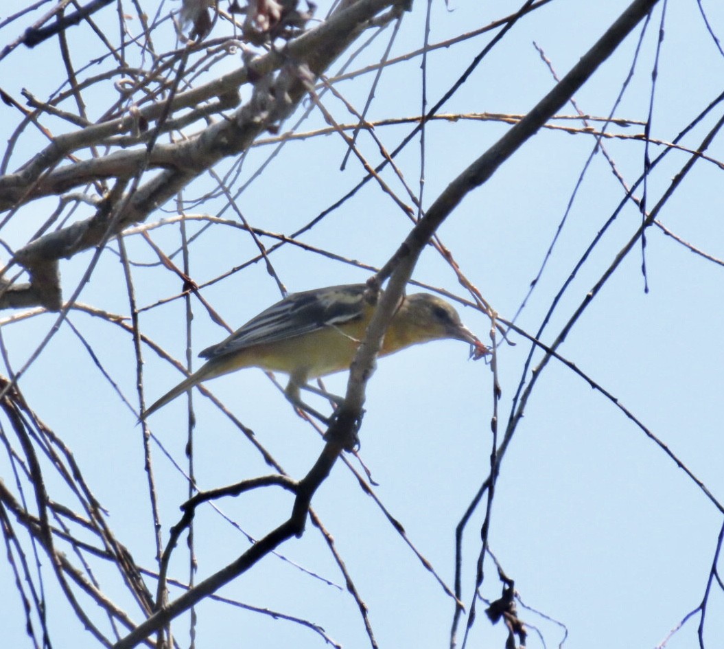 Baltimore Oriole - ML639598376