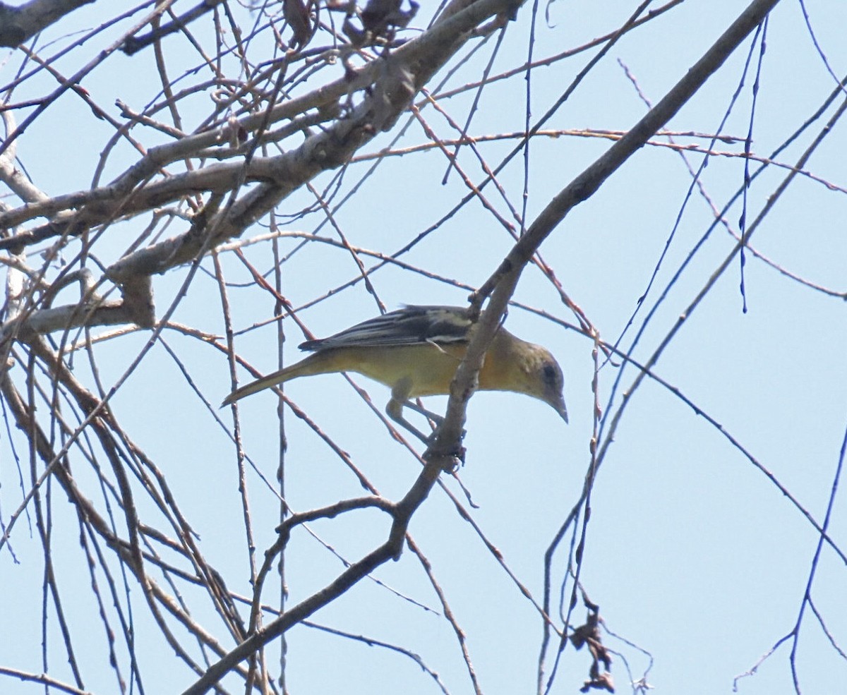 Baltimore Oriole - ML639598377