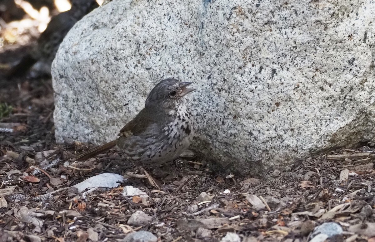 Fox Sparrow (Slate-colored) - ML639598387