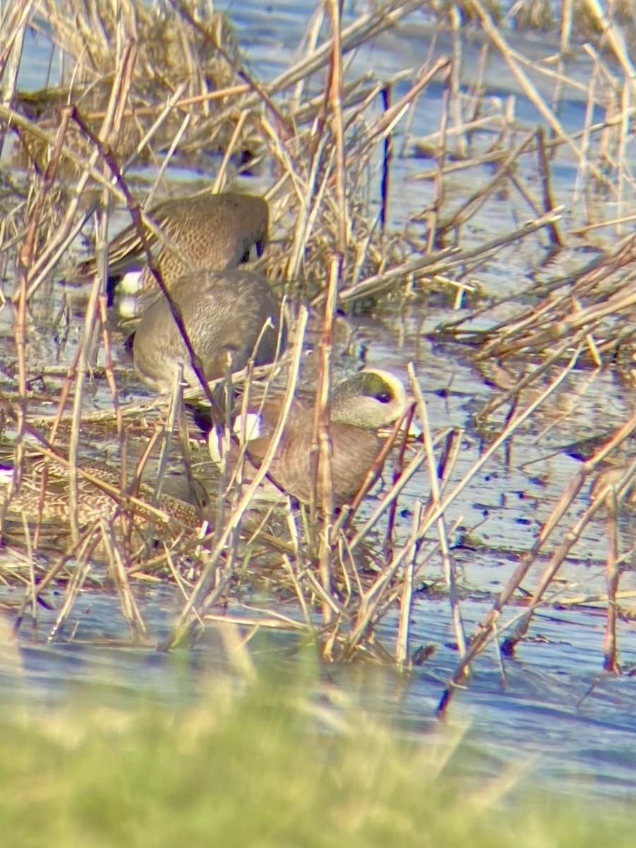 葡萄胸鴨 - ML639598403