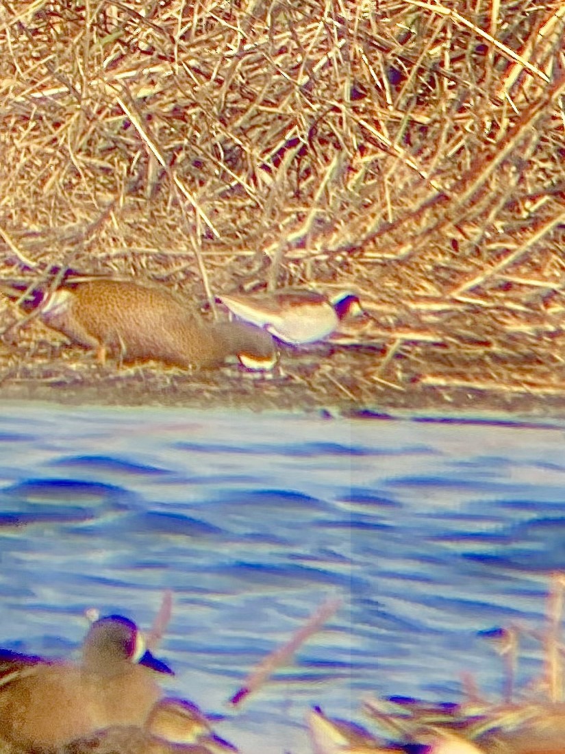 Wilson's Phalarope - ML639598458