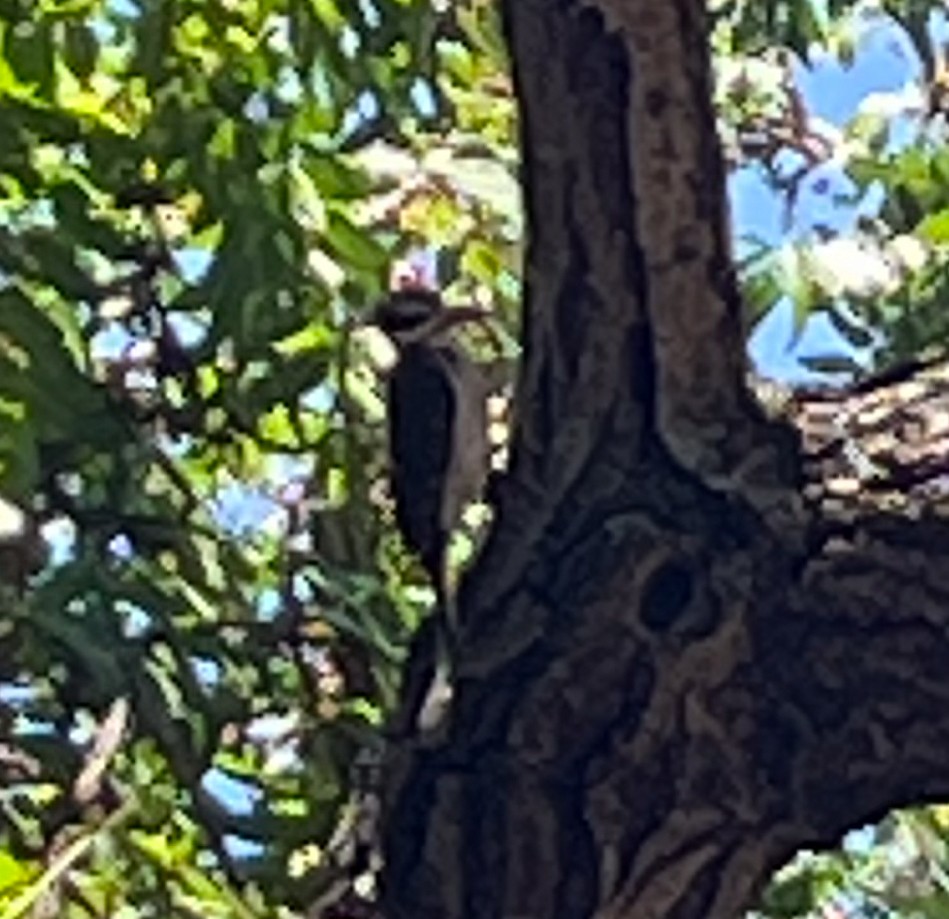 Hairy Woodpecker - ML639598471