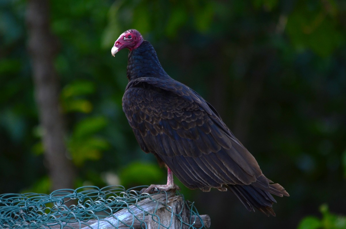 Aura Gallipavo - ML639598473