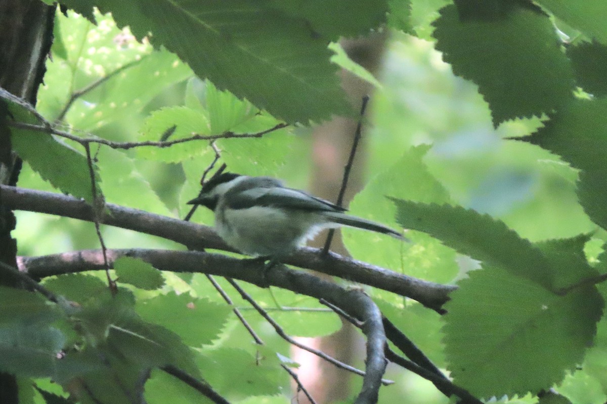 Black-capped Chickadee - ML639598476