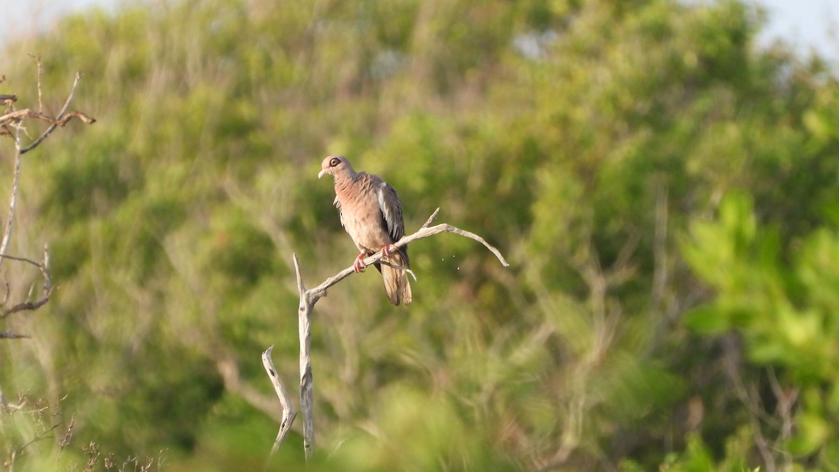 Bare-eyed Pigeon - ML639598487