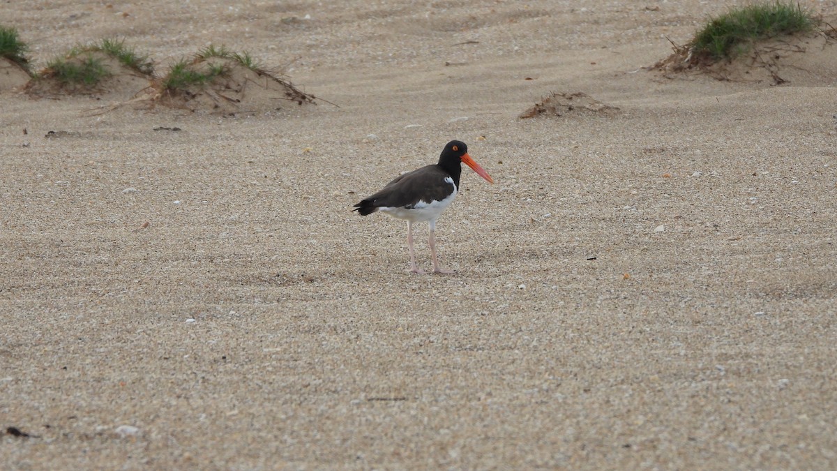 American Oystercatcher - ML639598491