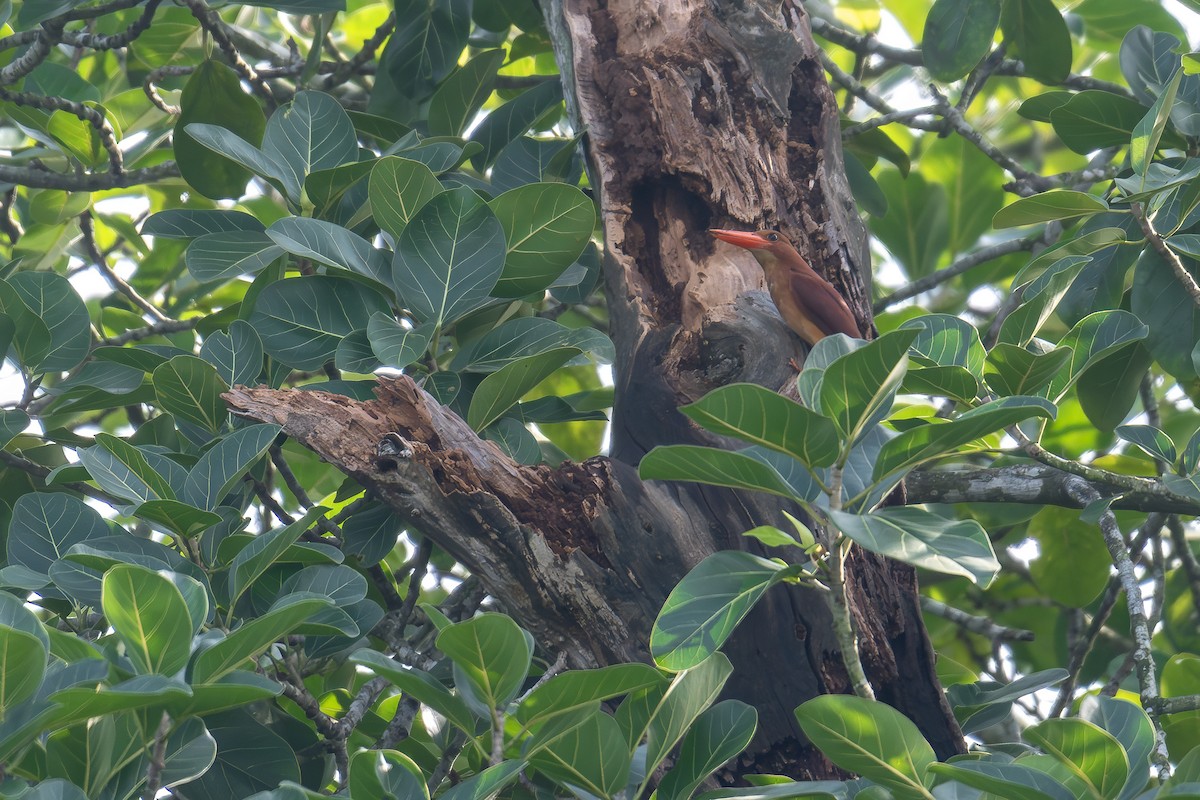 Ruddy Kingfisher - ML639598513