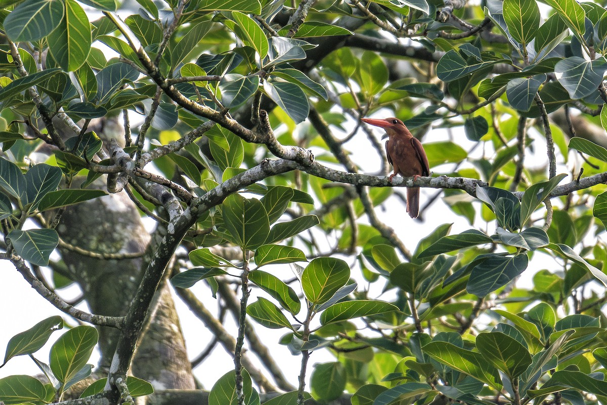 Ruddy Kingfisher - ML639598514