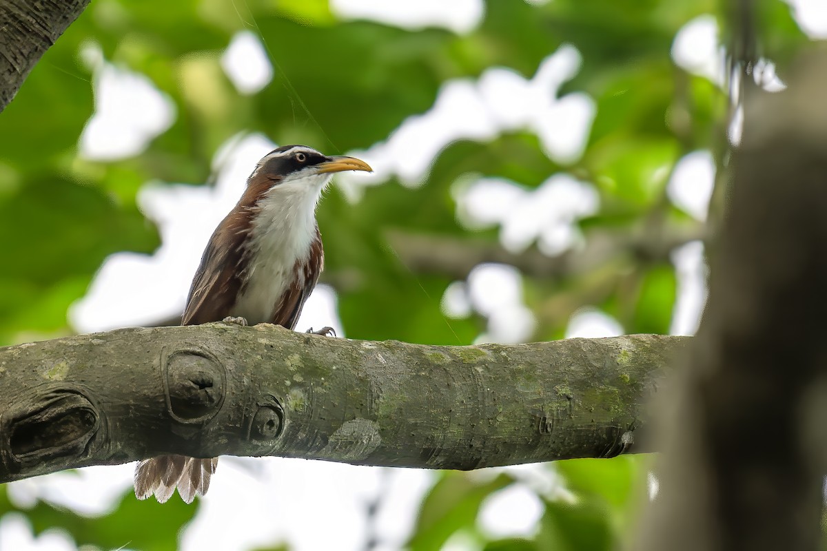 White-browed Scimitar-Babbler - ML639598525