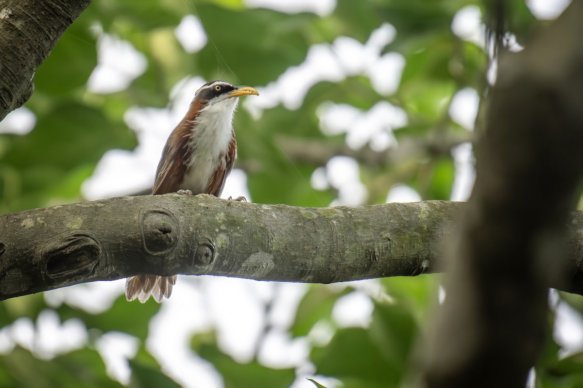 White-browed Scimitar-Babbler - ML639598526