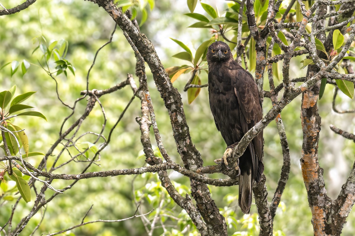 Changeable Hawk-Eagle - ML639598598