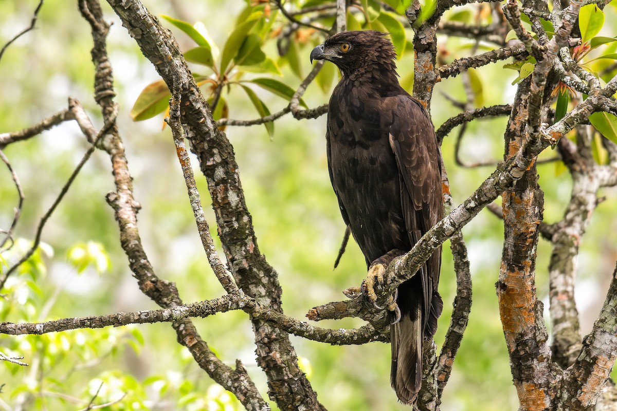 Changeable Hawk-Eagle - ML639598599