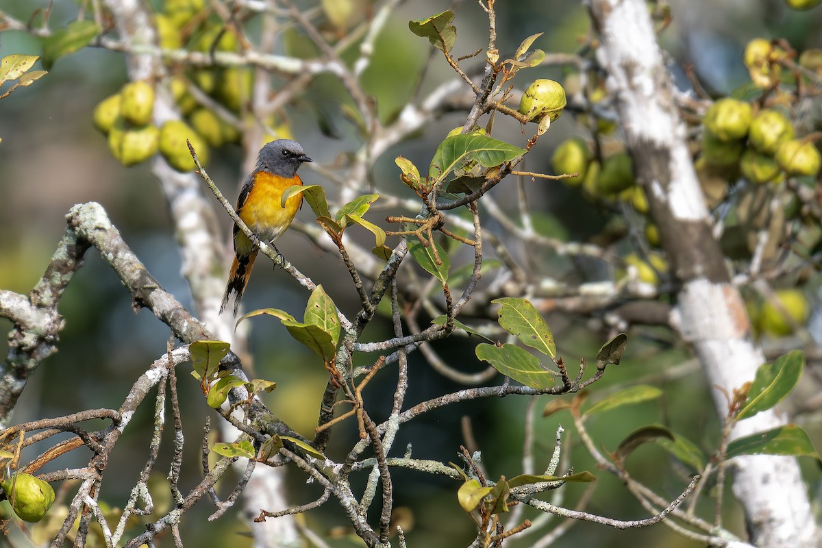 Small Minivet - ML639598606