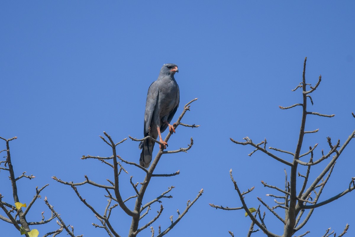 Dark Chanting-Goshawk - ML639598611