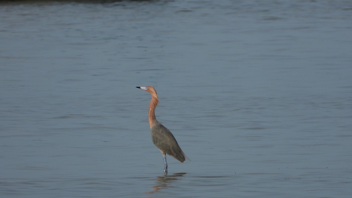 Reddish Egret - ML639598616