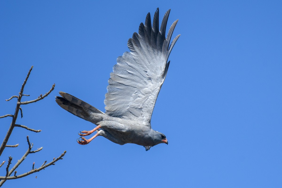 Dark Chanting-Goshawk - ML639598618
