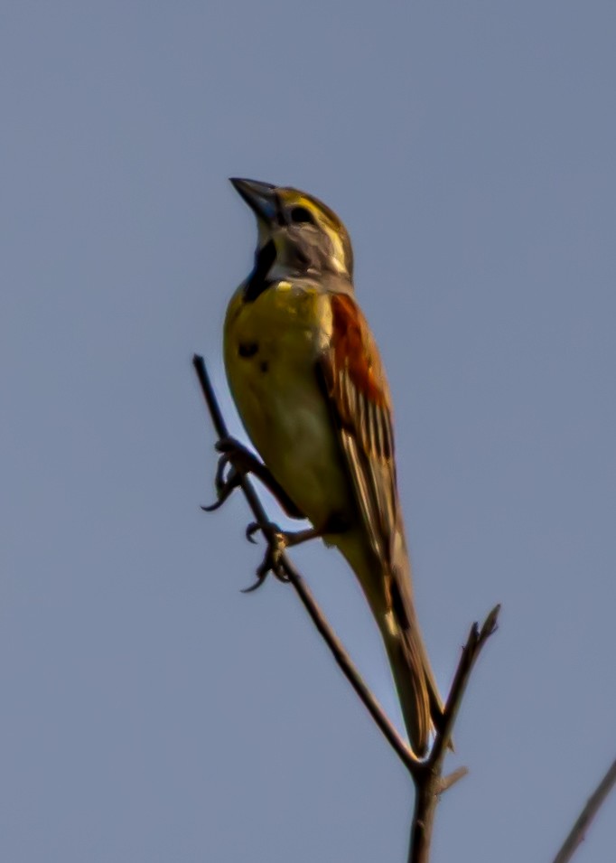 Dickcissel - ML639598621