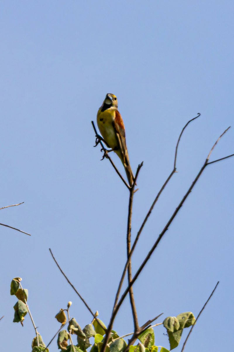 Dickcissel - ML639598622