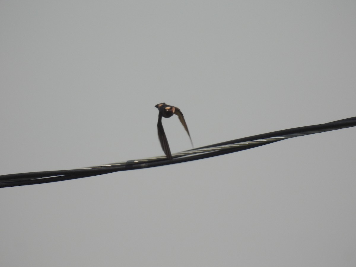 Cliff Swallow - ML639598630