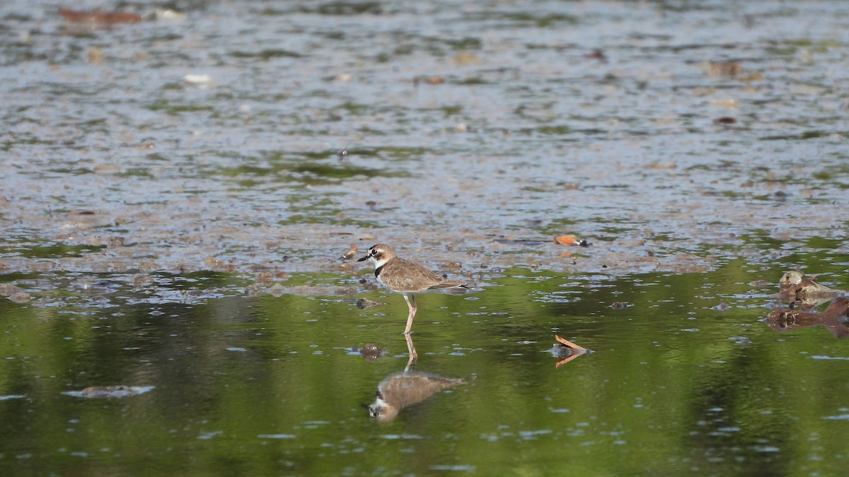 Collared Plover - ML639598659