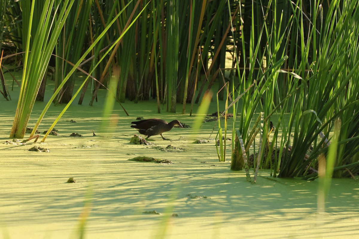 Common Gallinule - ML639598661