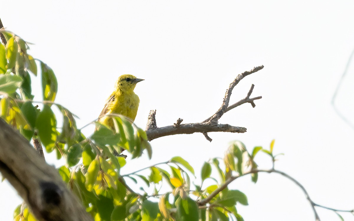 Yellow Penduline-Tit - ML639598668