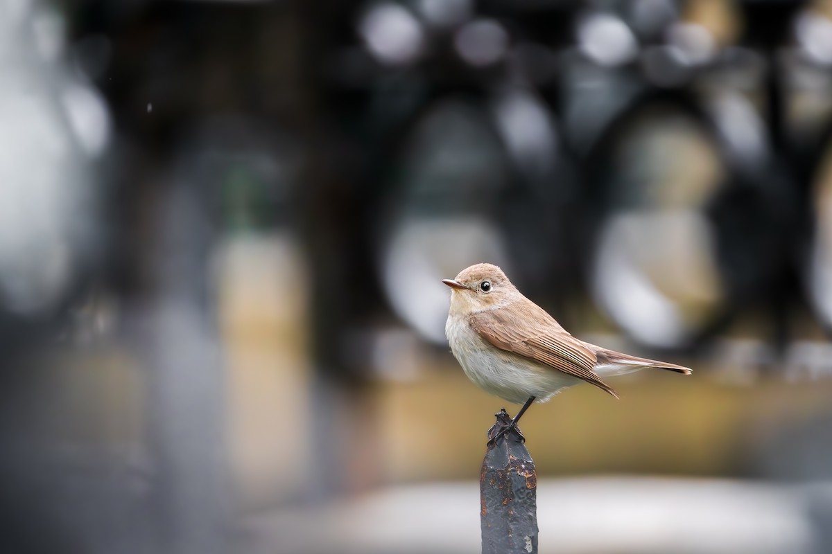 Red-breasted Flycatcher - ML639598674