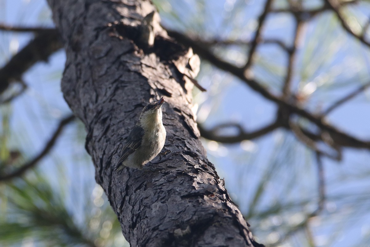 Brown-headed Nuthatch - ML639598728