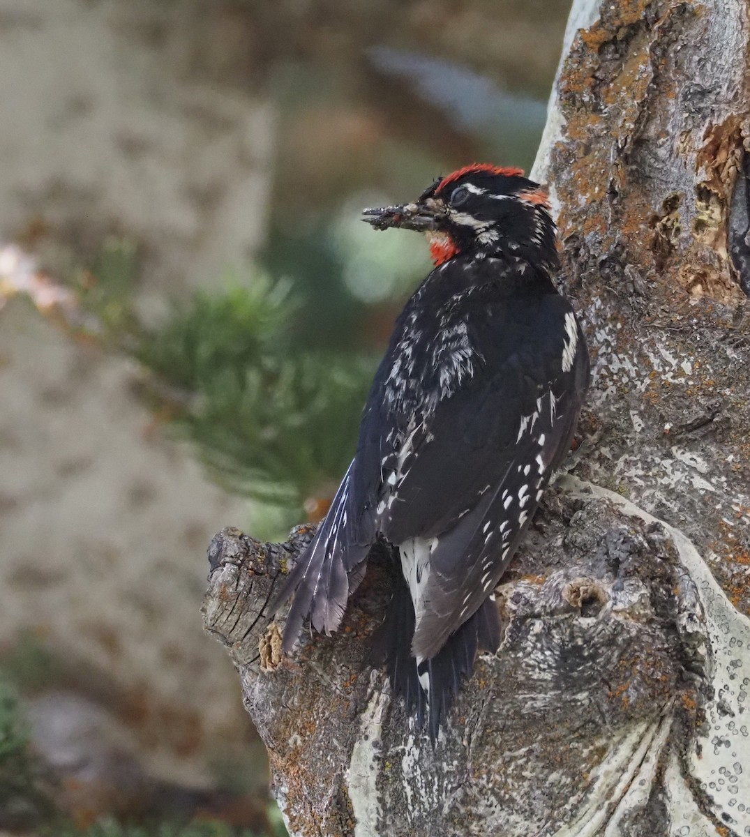Red-naped Sapsucker - ML639598818