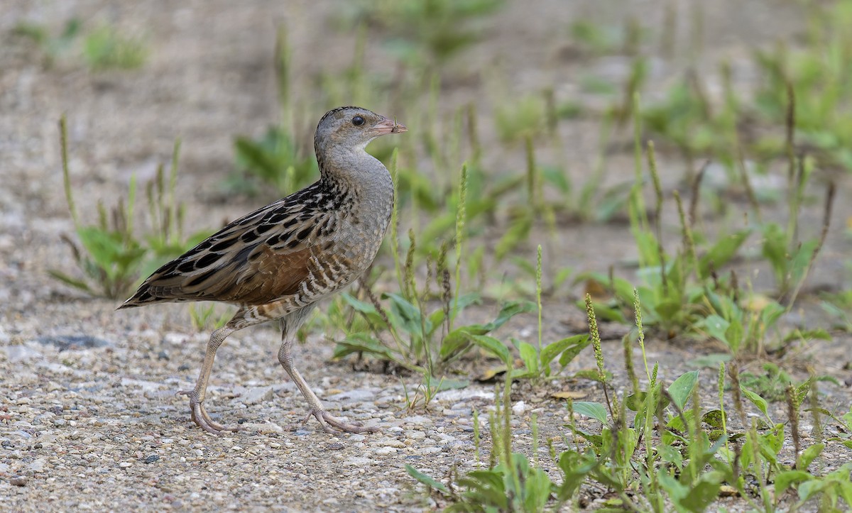 Corn Crake - ML639598822