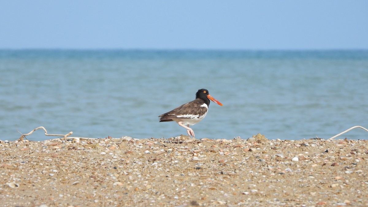 American Oystercatcher - ML639598842
