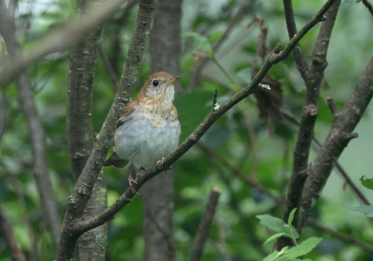 Veery - ML639598870