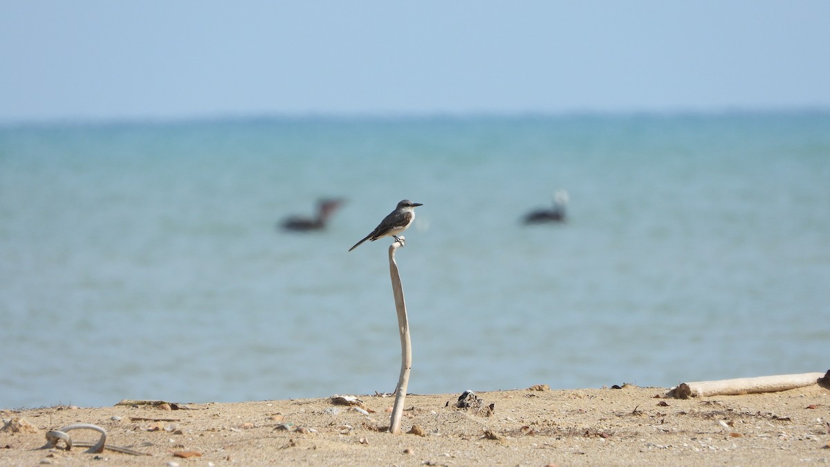 Gray Kingbird - ML639598874
