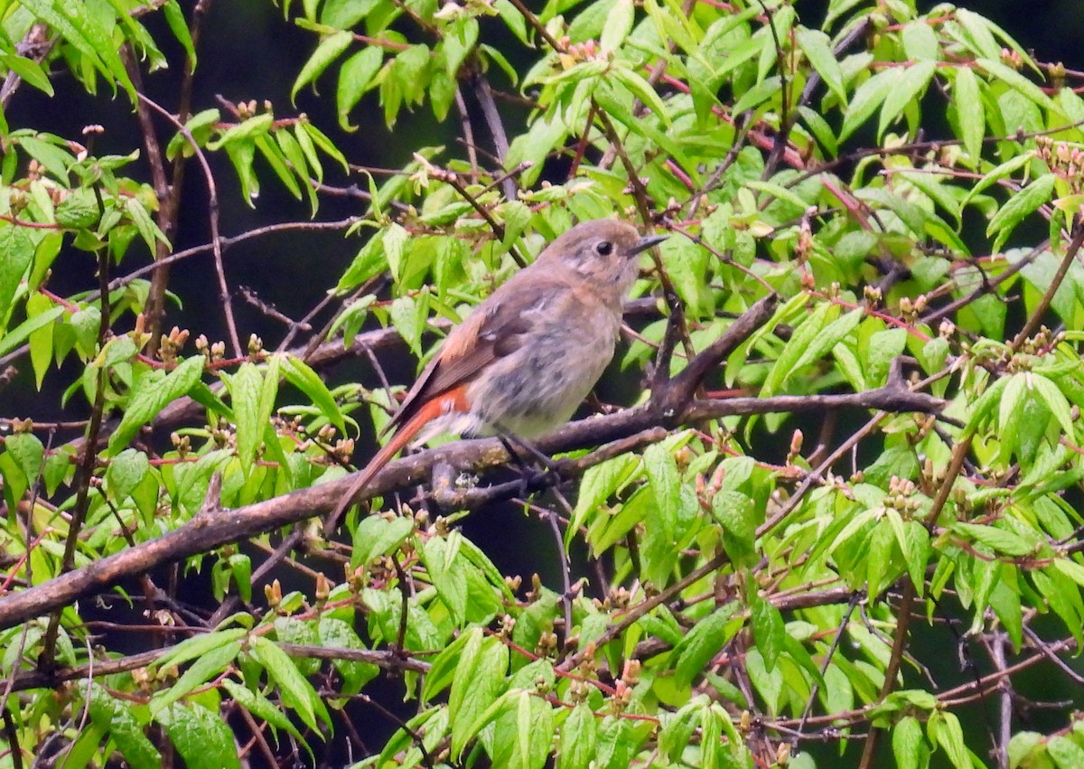 White-throated Redstart - ML639598899
