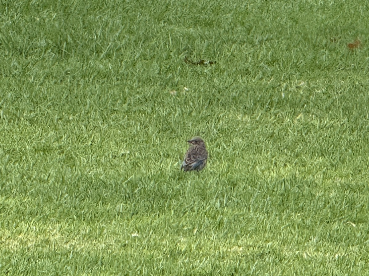 Western Bluebird - Hillar Klandorf