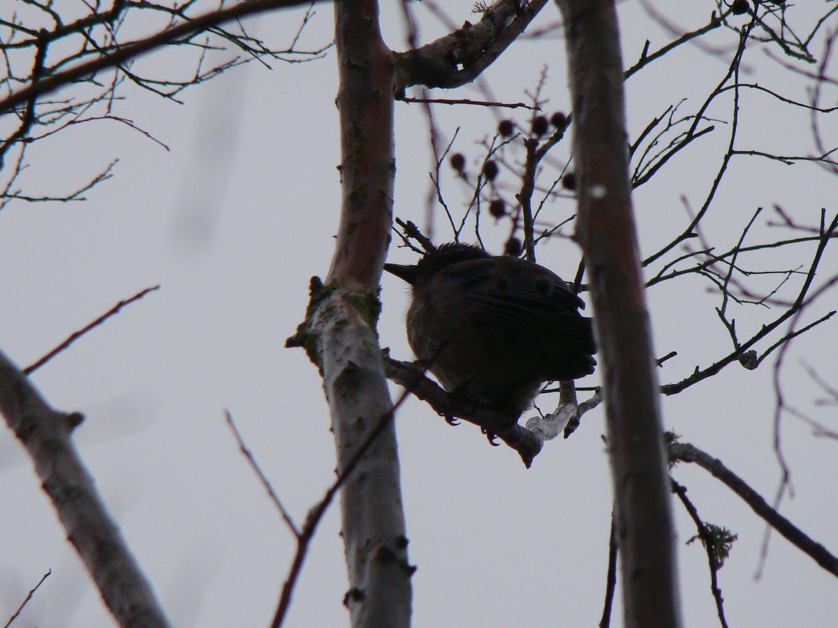 California Scrub-Jay - Rishab Verma