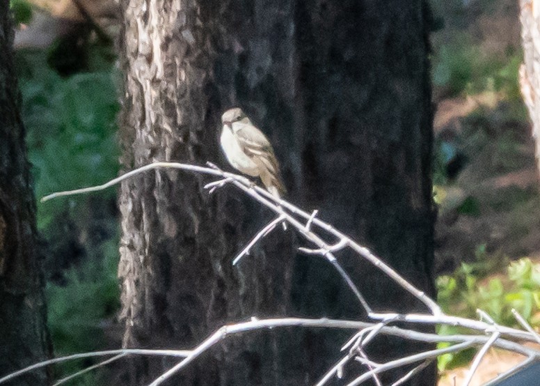 Dusky Flycatcher - ML639599037