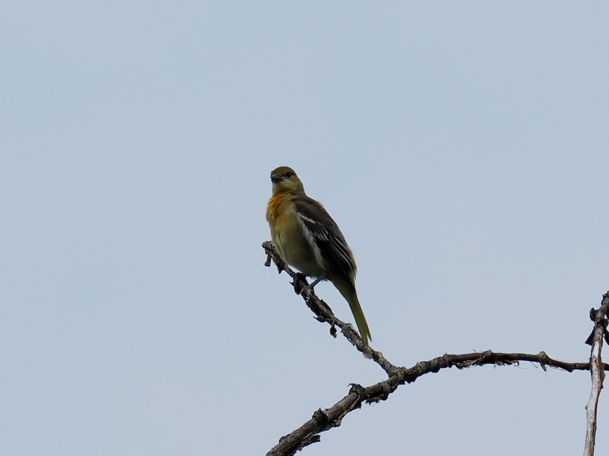 Baltimore Oriole - ML639599056