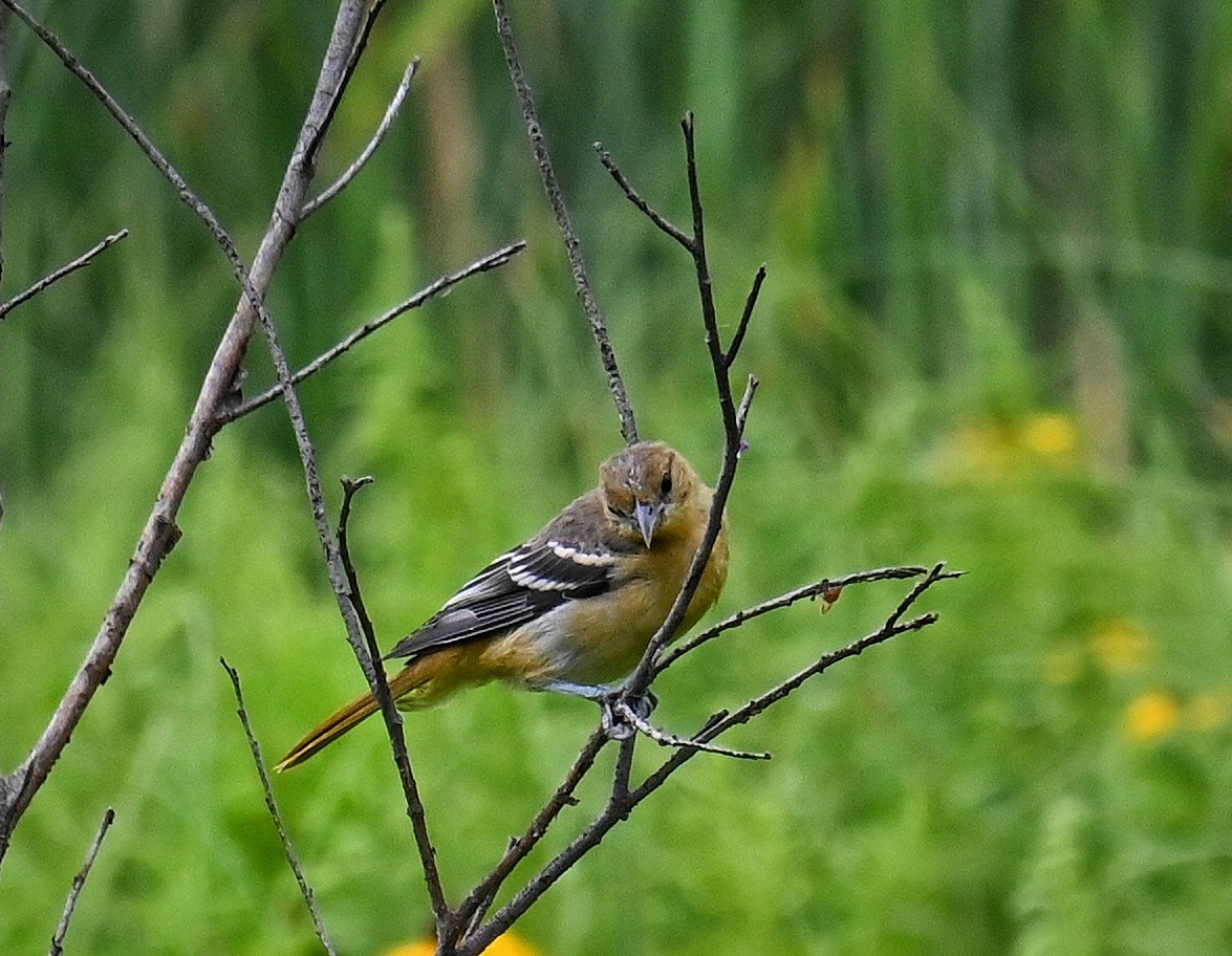 Baltimore Oriole - ML639599096