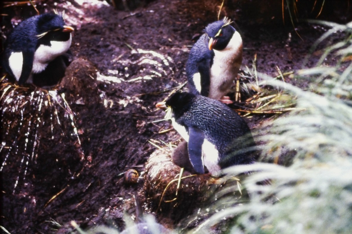 Western Rockhopper Penguin - ML639599126