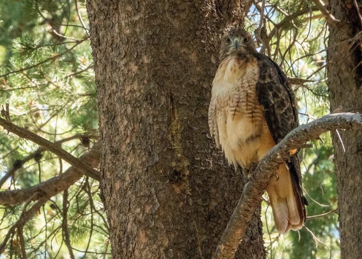 Red-tailed Hawk (calurus/alascensis) - ML639599128