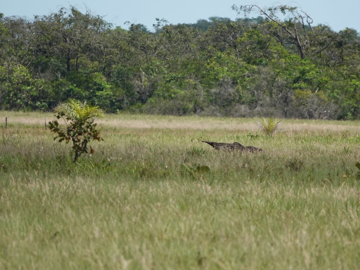 Giant Anteater - ML639599238