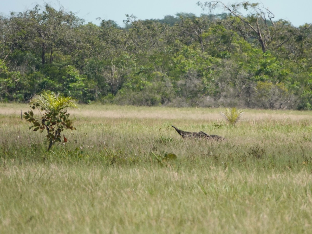Giant Anteater - ML639599240